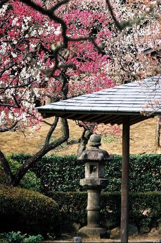 The Shinjuku-Gyoen garden is a park.. Youkoso in Japan !